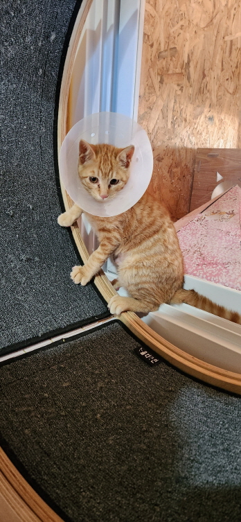 [고양이] 한국 고양이 전북-익산-2023-00088 유기동물 배경 이미지 입니다.
