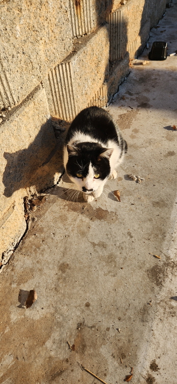 [고양이] 한국 고양이 전북-익산-2023-00079 유기동물 배경 이미지 입니다.