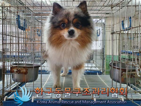 [개] 포메라니안 서울-서초-2023-00005 유기동물 배경 이미지 입니다.
