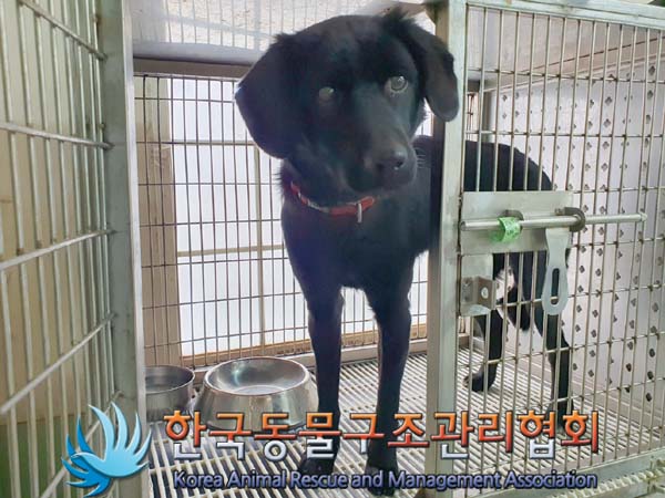 [개] 믹스견 경기-양주-2023-00034 유기동물 배경 이미지 입니다.