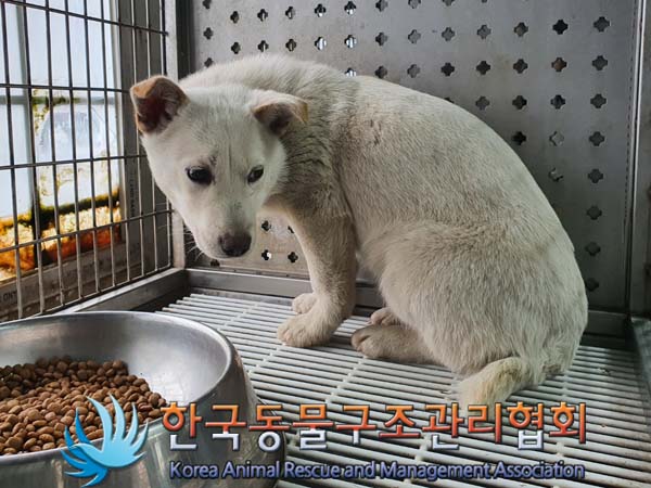 [개] 믹스견 경기-김포-2023-00058 유기동물 배경 이미지 입니다.