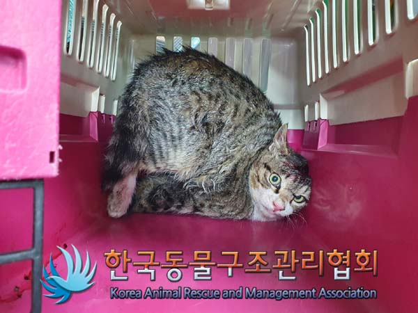 [고양이] 한국 고양이 경기-파주-2023-00060 유기동물 배경 이미지 입니다.