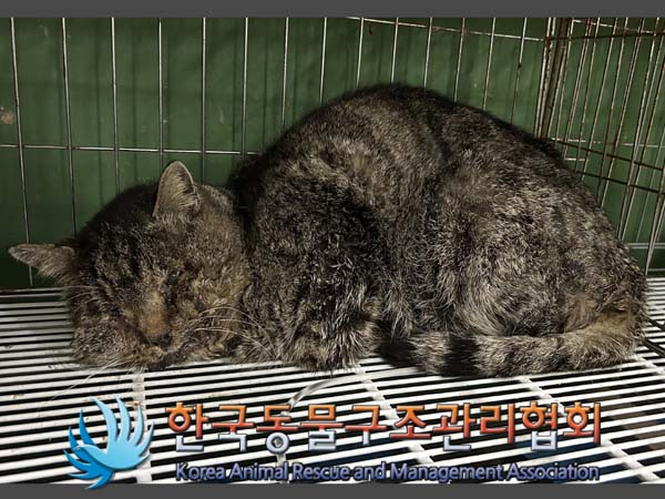 [고양이] 한국 고양이 서울-강서-2023-00016 유기동물 배경 이미지 입니다.