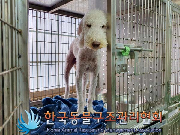 [개] 베들링턴 테리어 서울-강남-2023-00016 유기동물 배경 이미지 입니다.