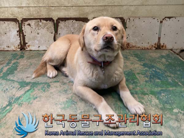 [개] 믹스견 경기-파주-2023-00062 유기동물 배경 이미지 입니다.