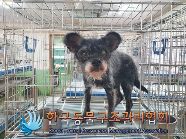 [개] 믹스견 경기-파주-2023-00061 유기동물 배경 이미지 입니다.