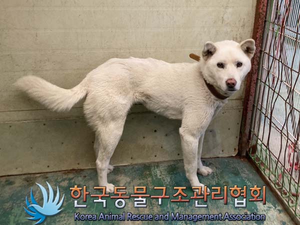 [개] 믹스견 경기-파주-2023-00059 유기동물 배경 이미지 입니다.