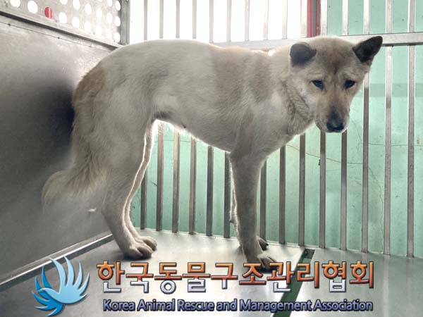 [개] 믹스견 경기-포천-2023-00075 유기동물 배경 이미지 입니다.