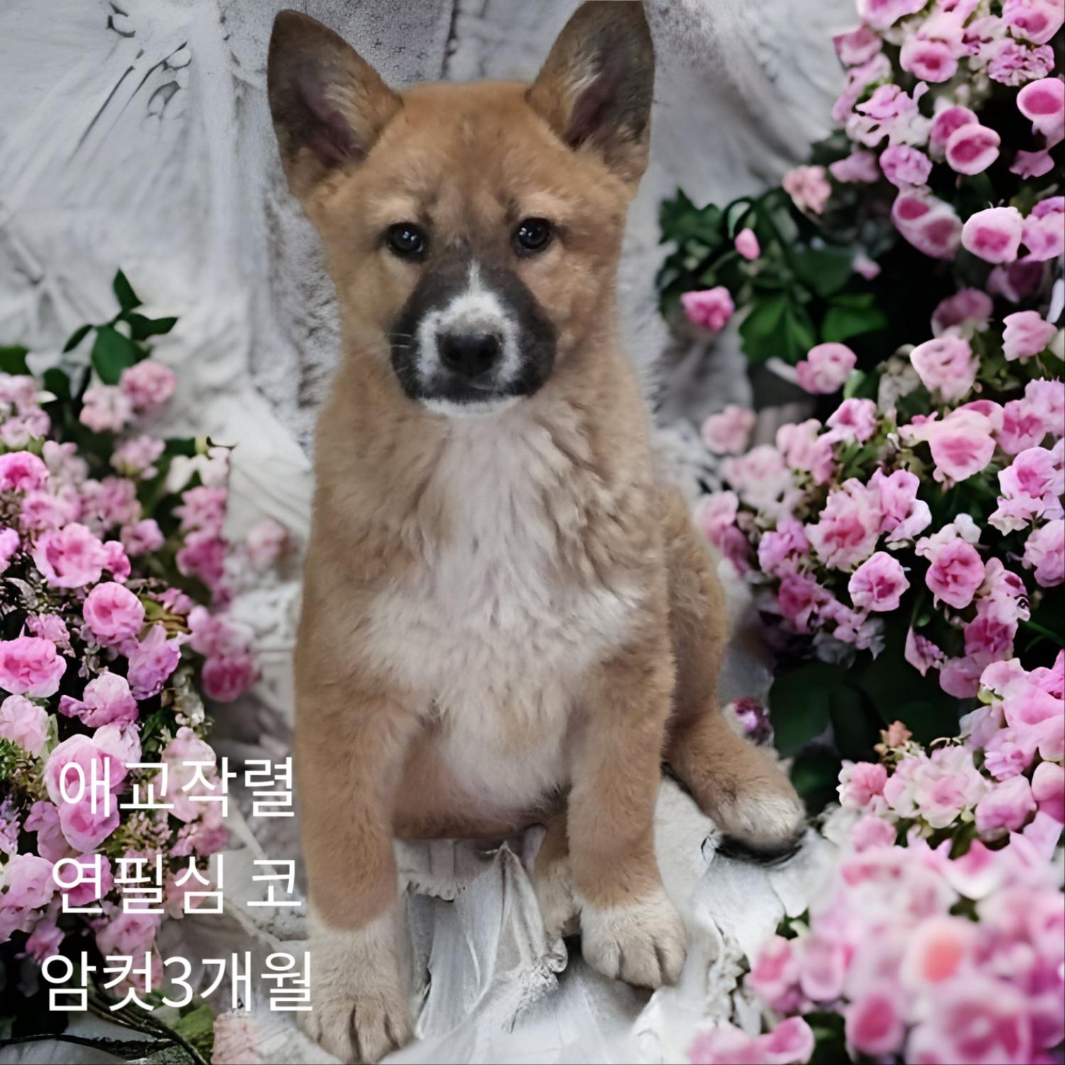 [개] 믹스견 경북-성주-2023-00030 유기동물 배경 이미지 입니다.