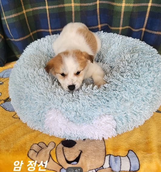 [개] 믹스견 전북-군산-2023-00104 유기동물 배경 이미지 입니다.