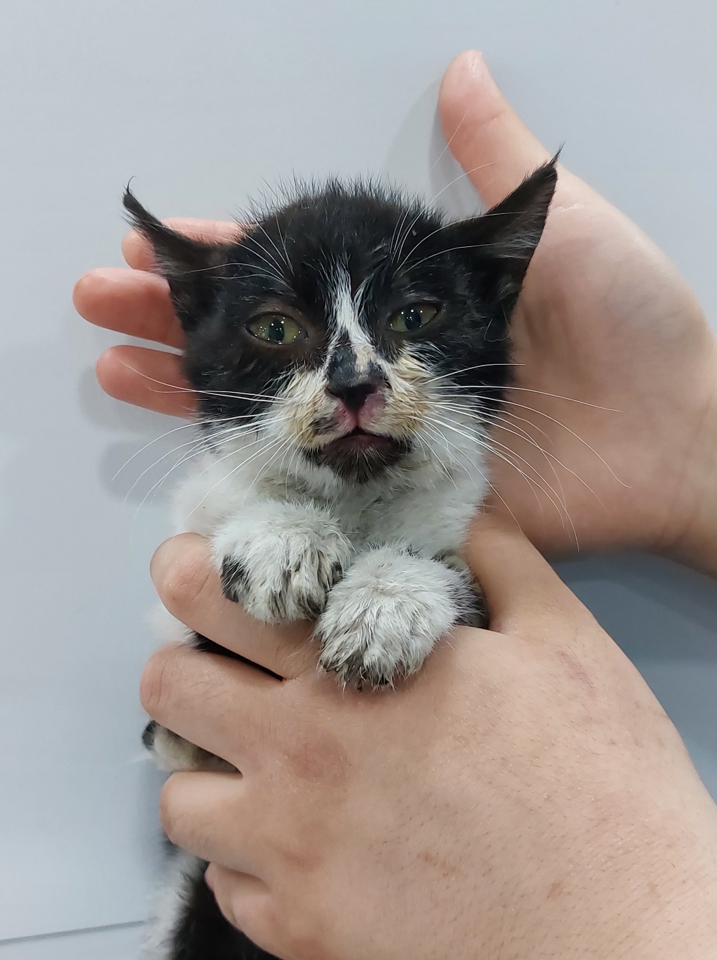 [고양이] 한국 고양이 대구-수성-2023-00051 유기동물 배경 이미지 입니다.