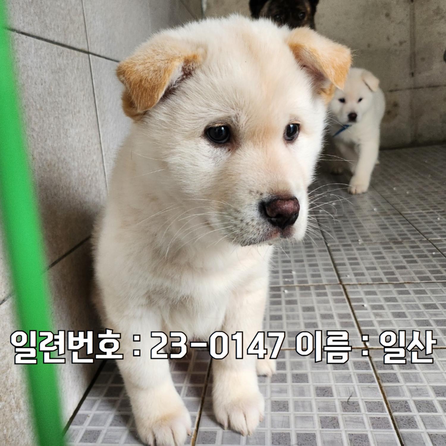 [개] 믹스견 광주-북구-2023-00055 유기동물 배경 이미지 입니다.