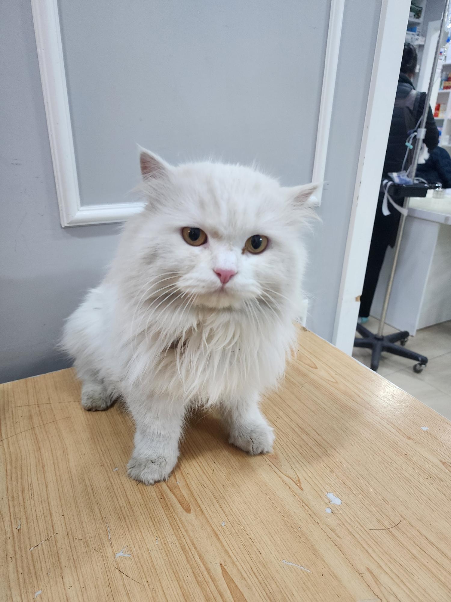 [고양이] 페르시안 충북-옥천-2023-00054 유기동물 배경 이미지 입니다.