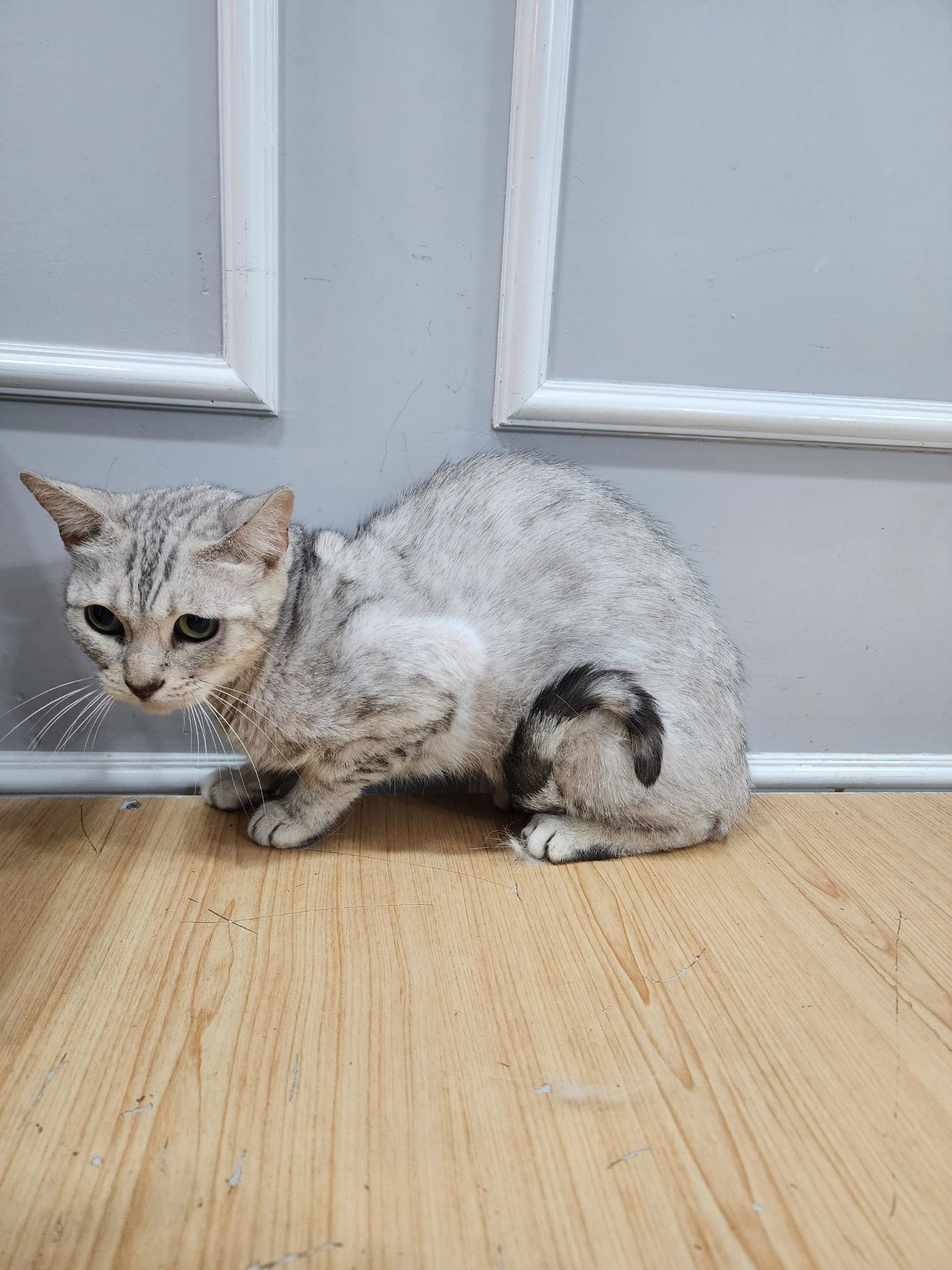 [고양이] 아메리칸 쇼트헤어 충북-옥천-2023-00055 유기동물 배경 이미지 입니다.