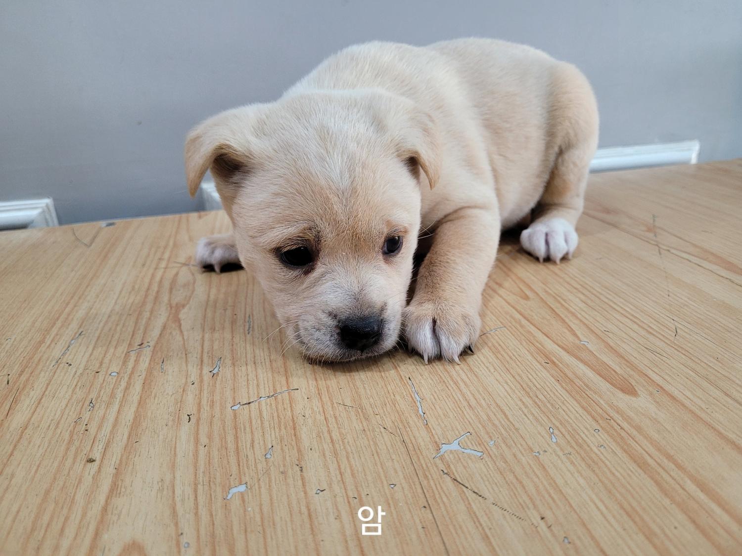 [개] 믹스견 충북-옥천-2023-00060 유기동물 배경 이미지 입니다.
