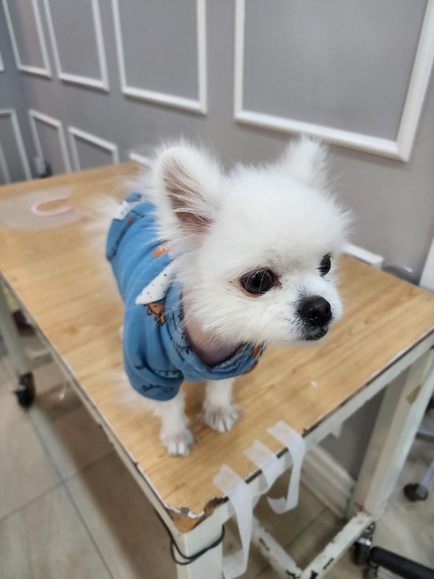 [개] 포메라니안 충북-옥천-2023-00069 유기동물 배경 이미지 입니다.