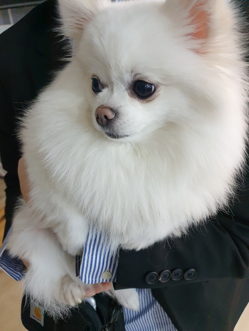 [개] 포메라니안 충북-옥천-2023-00083 유기동물 배경 이미지 입니다.