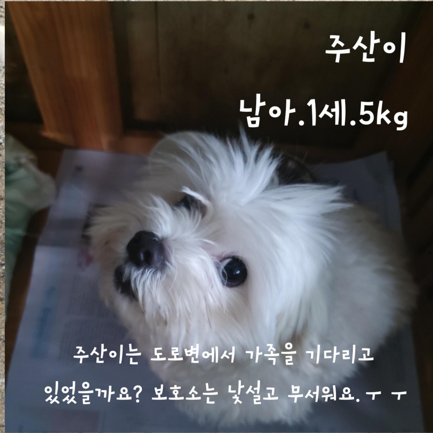 [개] 말티즈 전남-장성-2023-00081 유기동물 배경 이미지 입니다.