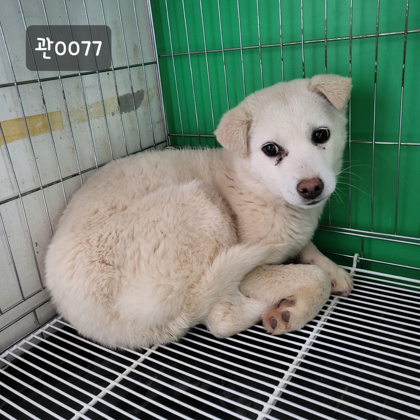 [개] 믹스견 경기-고양-2023-00077 유기동물 배경 이미지 입니다.