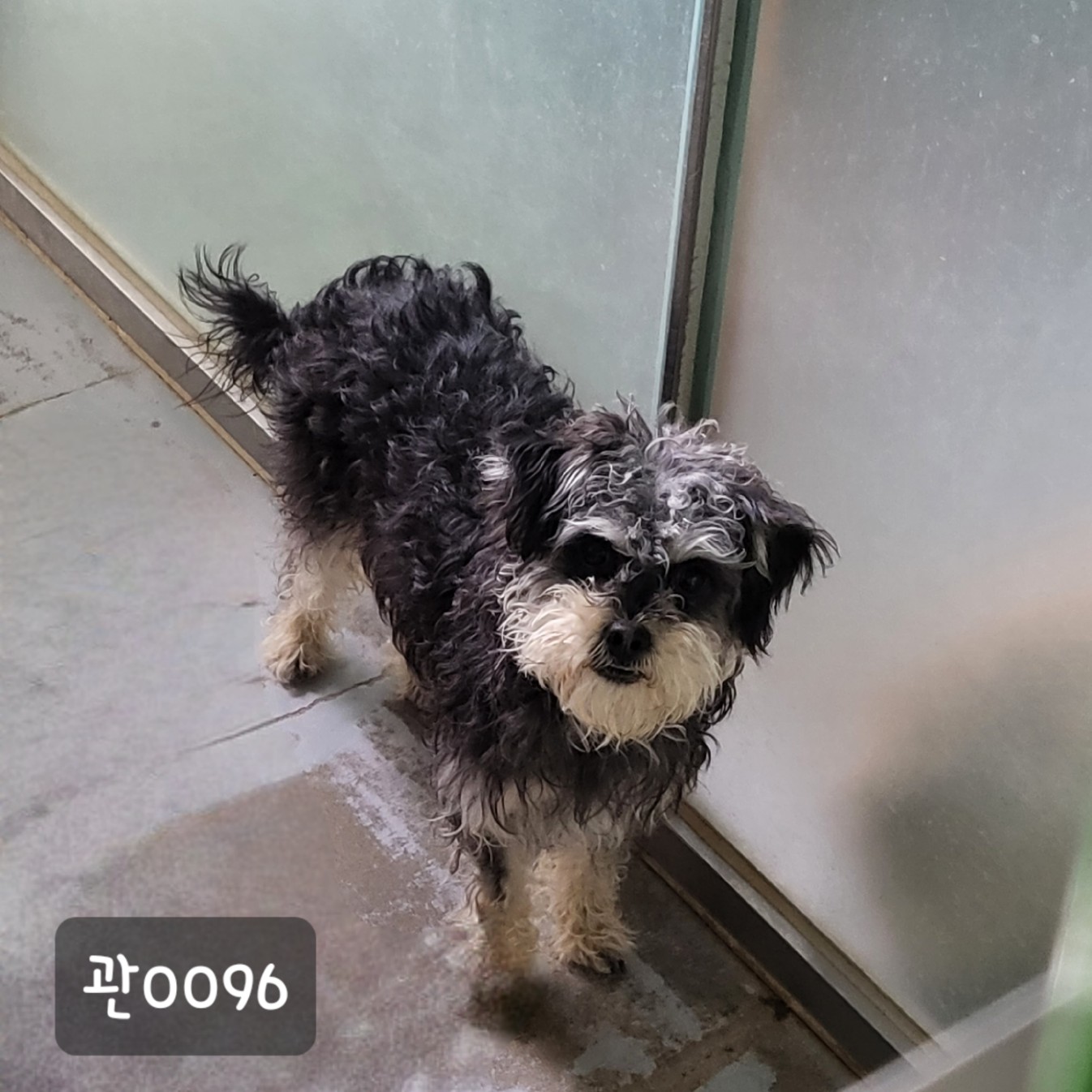 [개] 슈나우져 경기-고양-2023-00096 유기동물 배경 이미지 입니다.
