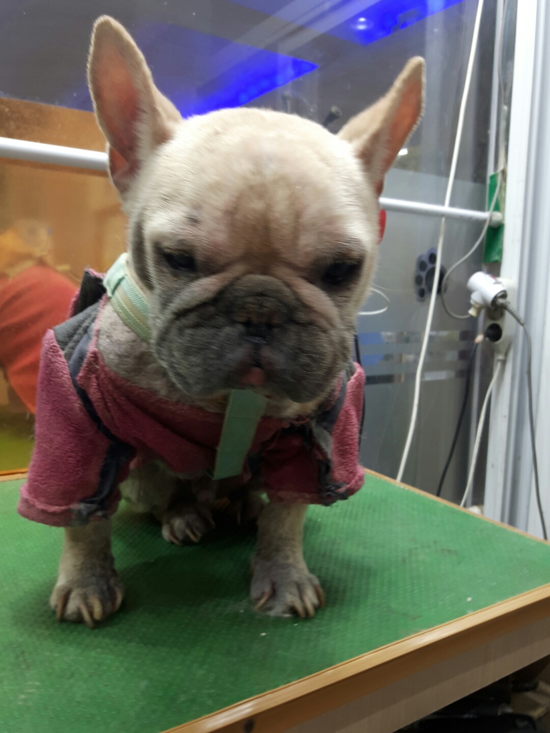 [개] 불독 울산-남구-2023-00023 유기동물 배경 이미지 입니다.