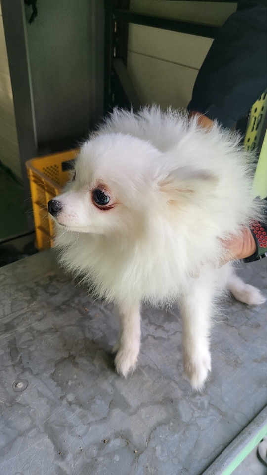 거창유기동물보호센터_448547202300135