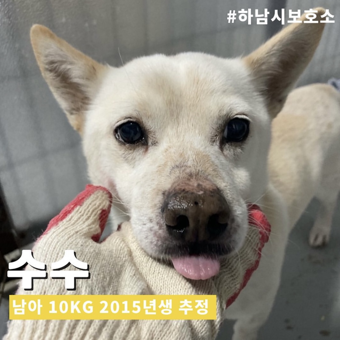 [개] 믹스견 경기-하남-2023-00027 유기동물 배경 이미지 입니다.