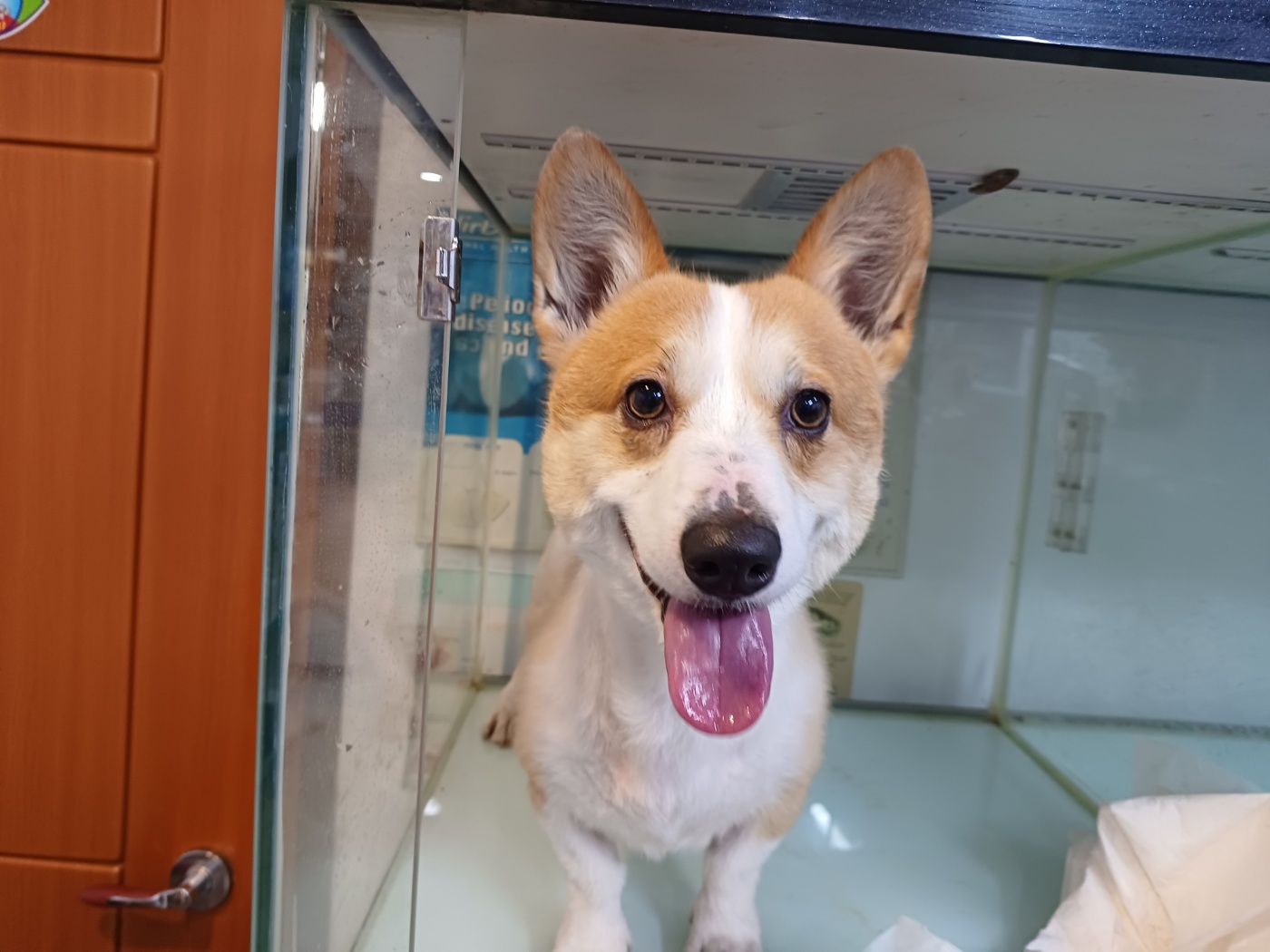 행복한동물병원_445464202300942