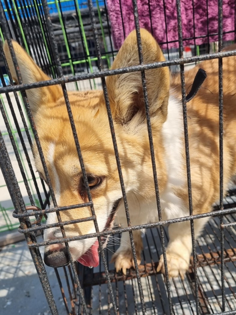 밀양시동물보호센터_448536202300376