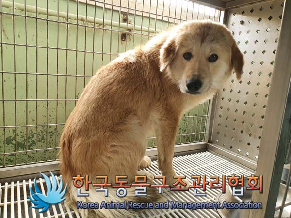 종료(안락사) 믹스…