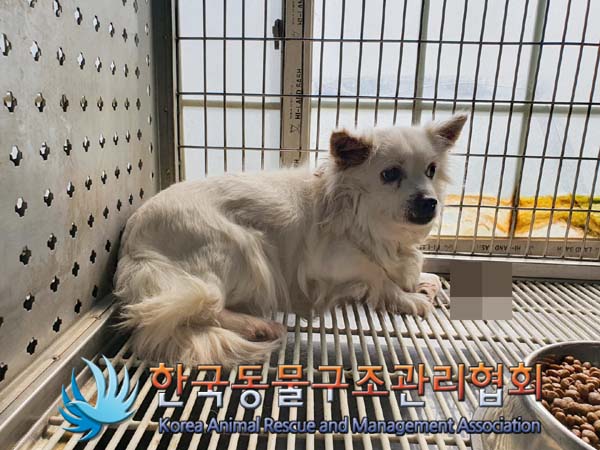 한국동물구조관리협회_411312202300065