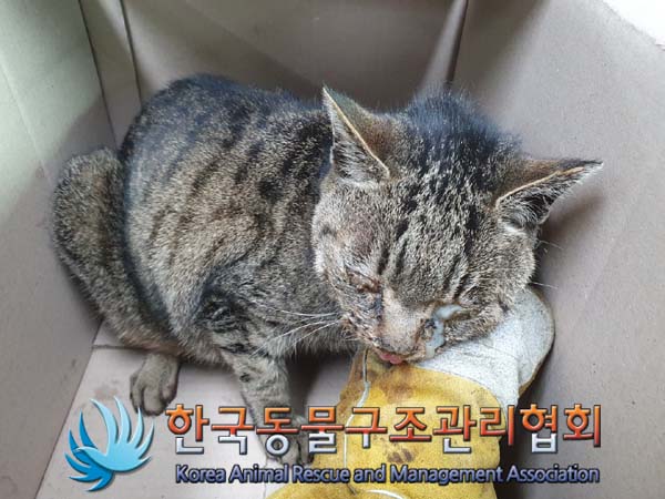한국동물구조관리협회_411316202300072