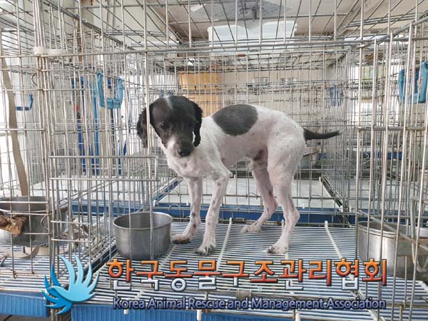 한국동물구조관리협회_411323202300019
