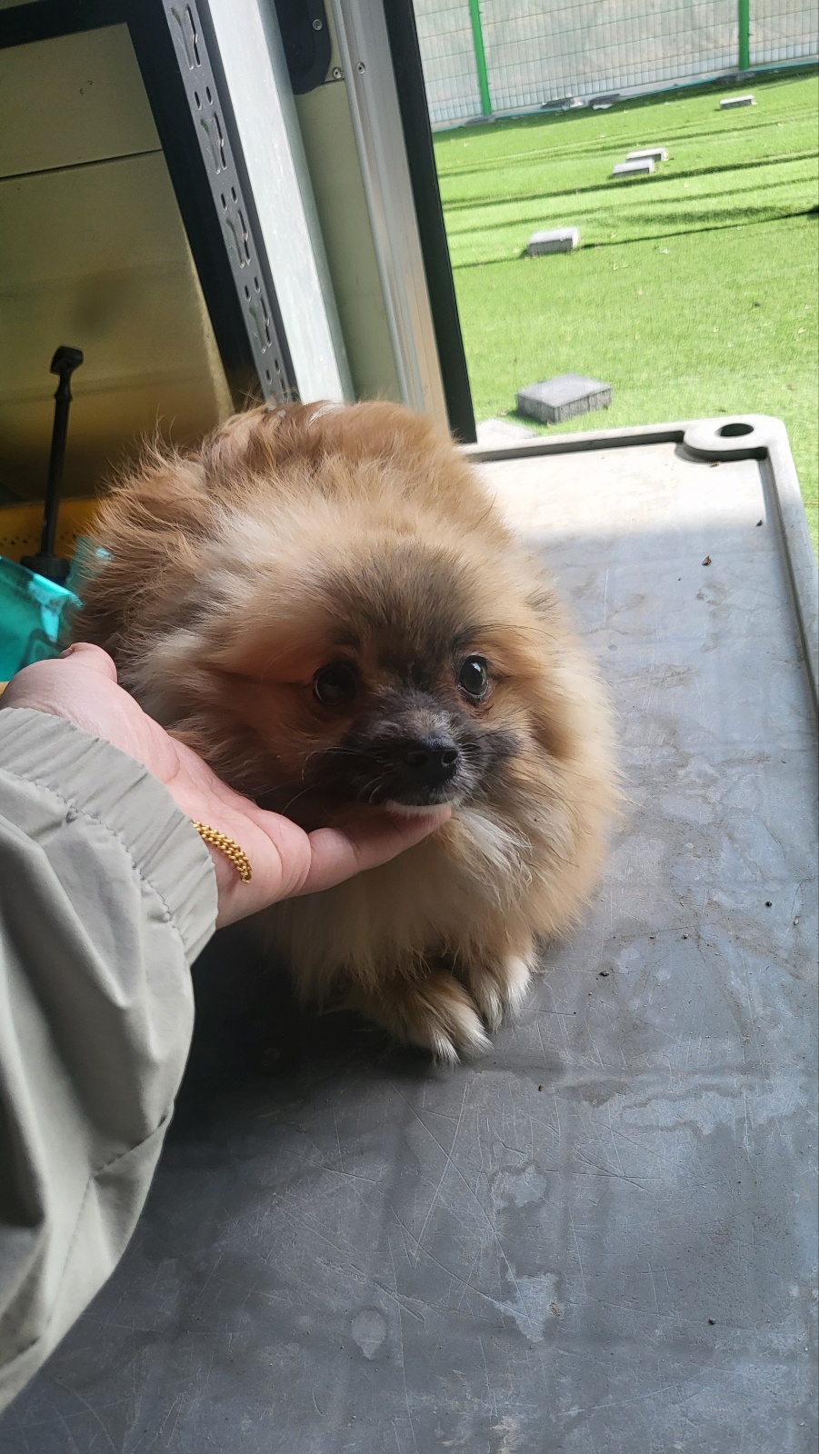 거창유기동물보호센터_448547202300137