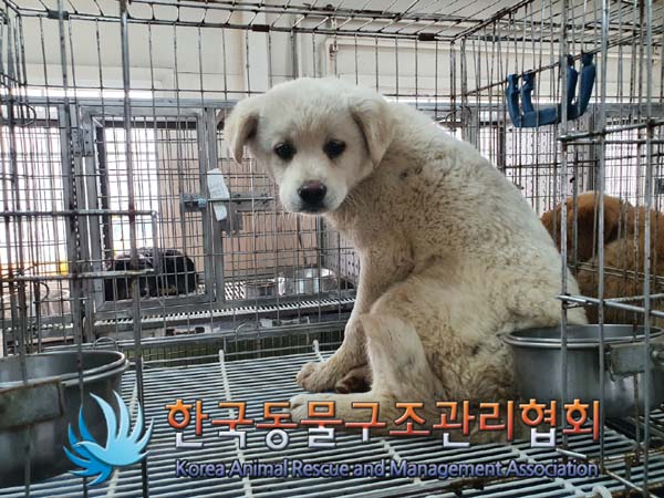 종료(안락사) 믹스…