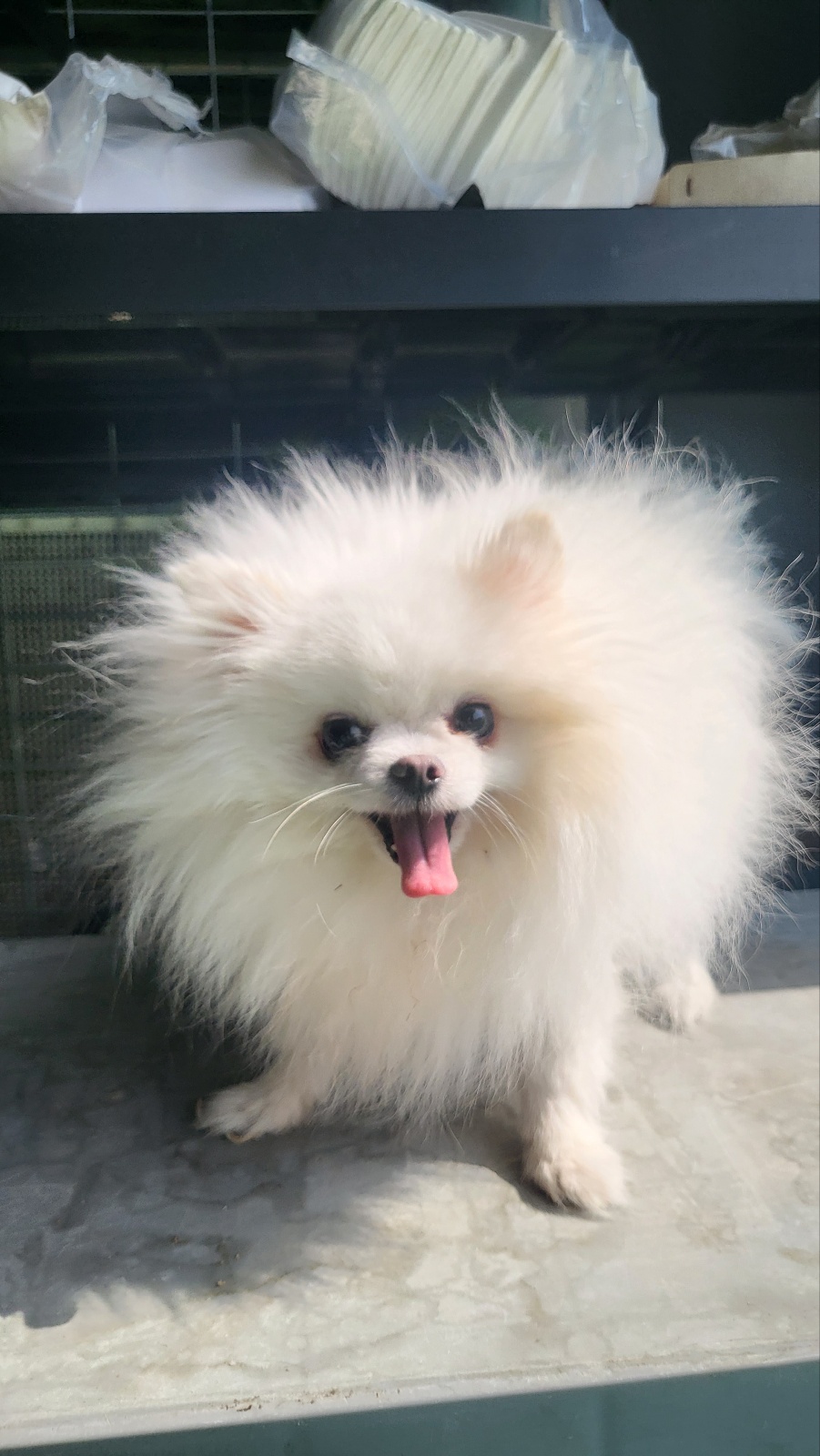 거창유기동물보호센터_448547202300136