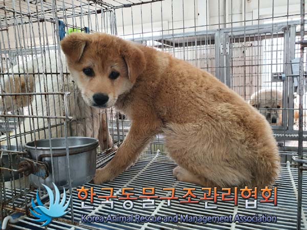 한국동물구조관리협회_441560202300215