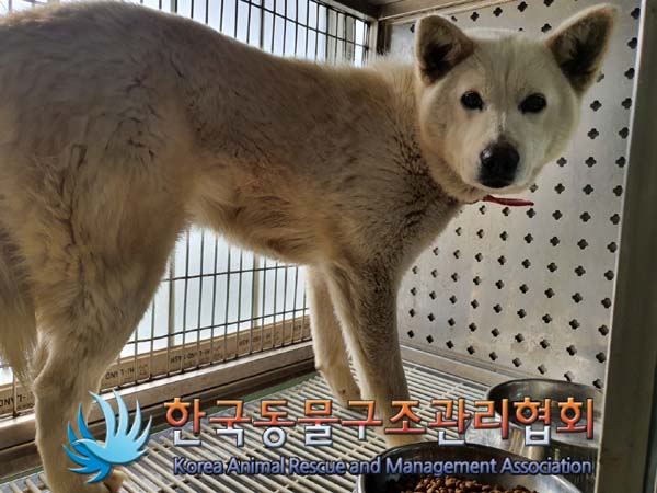 한국동물구조관리협회_441406202300231