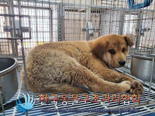 종료(안락사) 믹스…