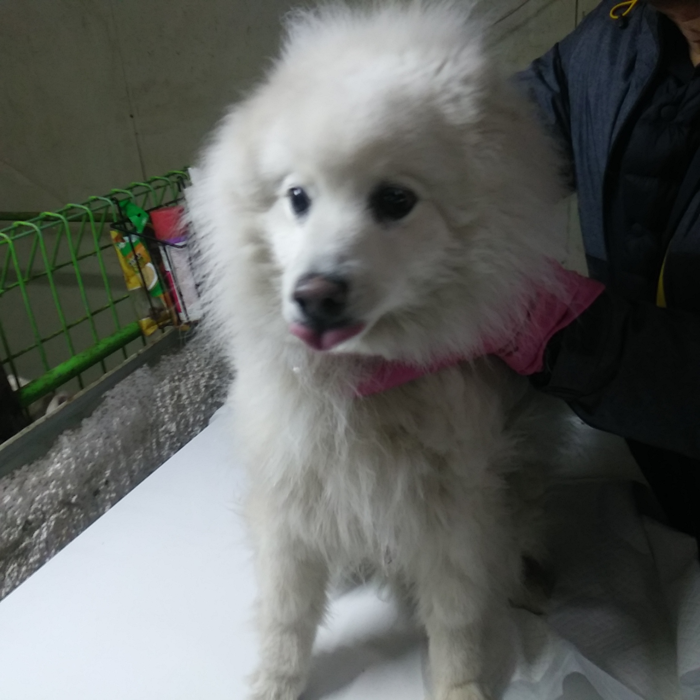 인천광역시수의사회_428351202300074
