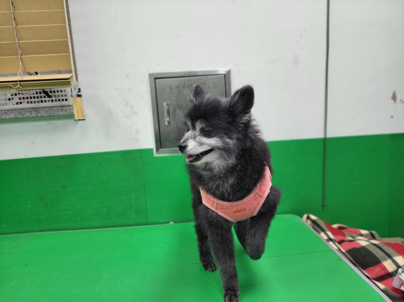 종료(반환) 믹스견…