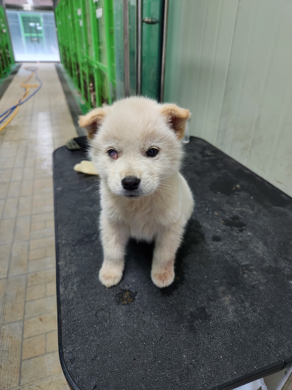 영주시 동물보호센터_447509202300058