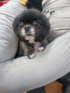 제주 동물보호센터_450650202300742