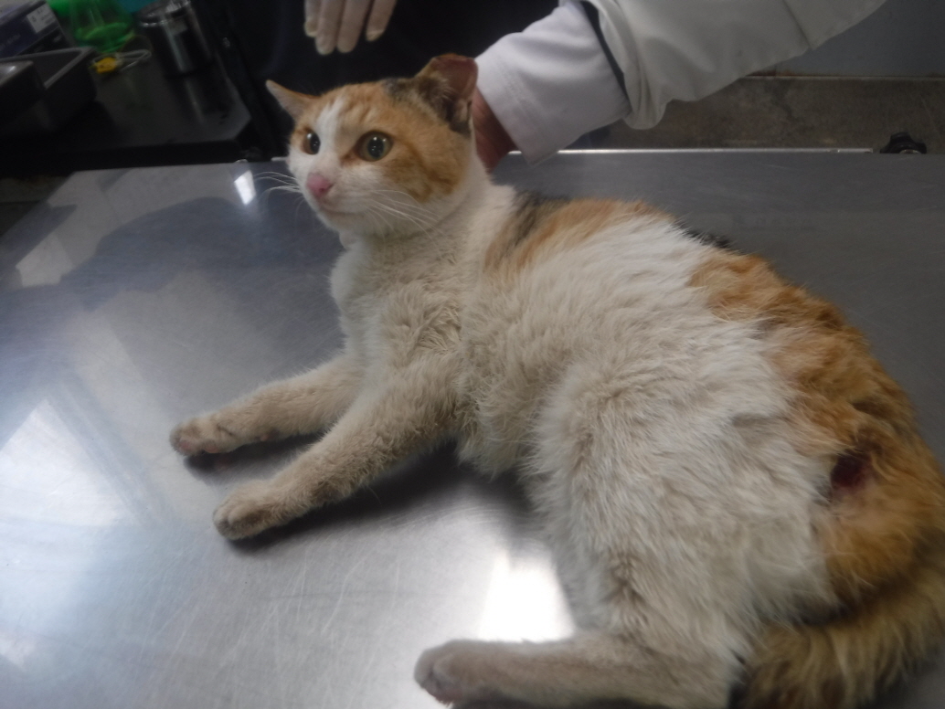 제주 동물보호센터_450650202300753