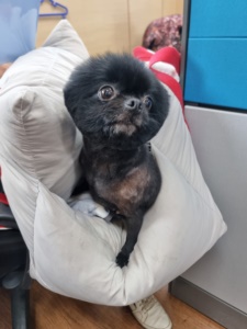 제주 동물보호센터_450650202300741