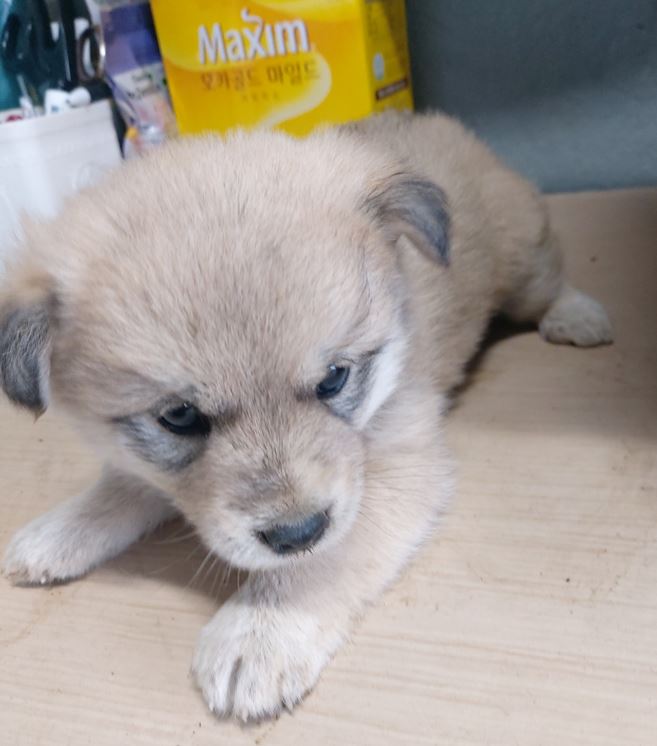 보령시유기동물보호소_444451202300177