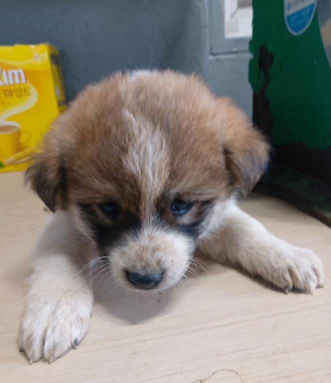 보령시유기동물보호소_444451202300176