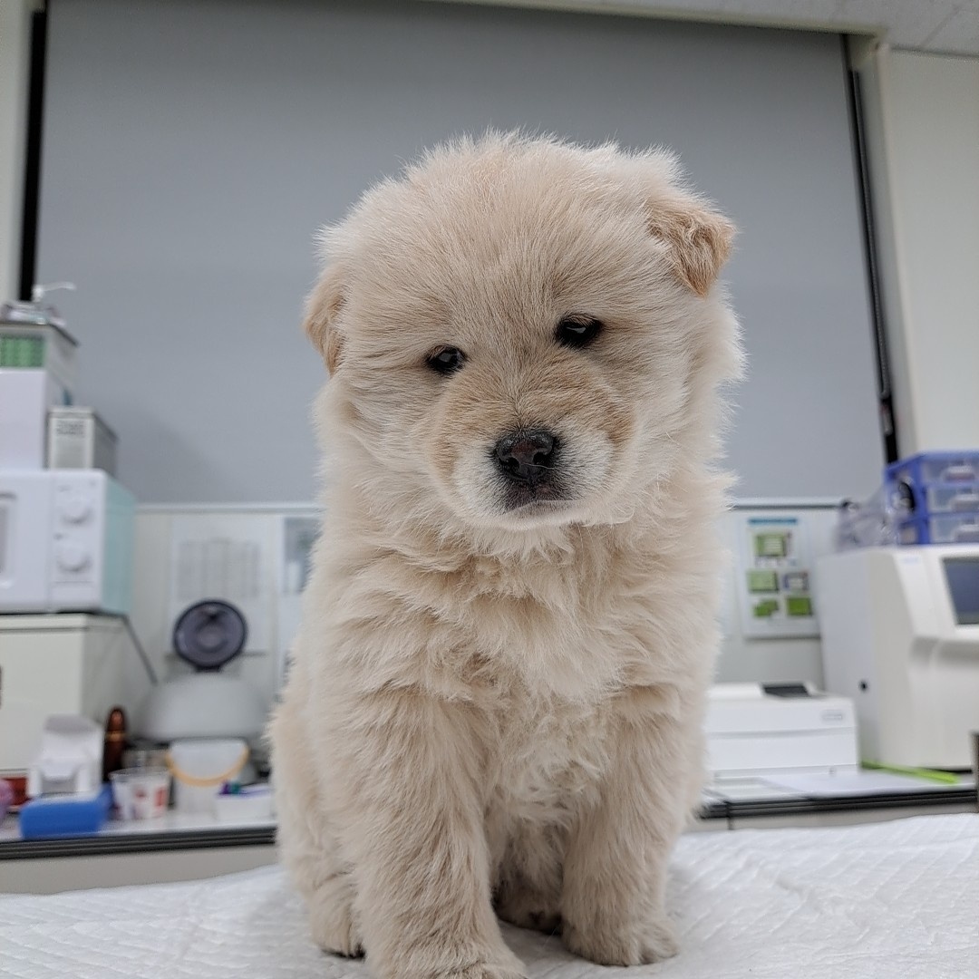 수원시 동물보호센터_441374202300157
