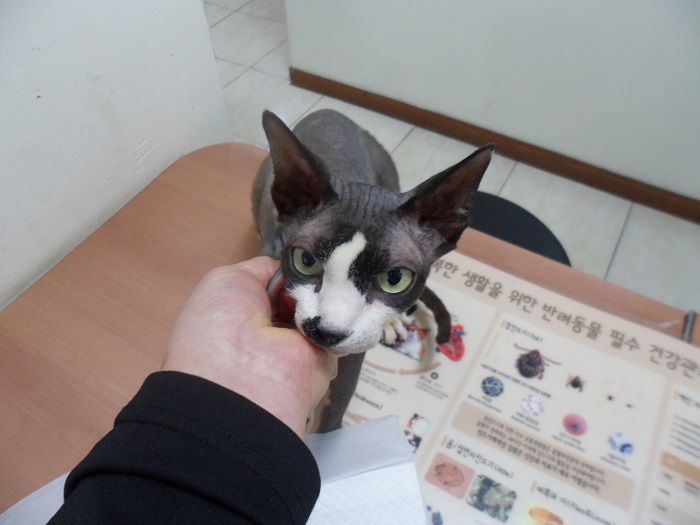강현림동물병원_411320202300116