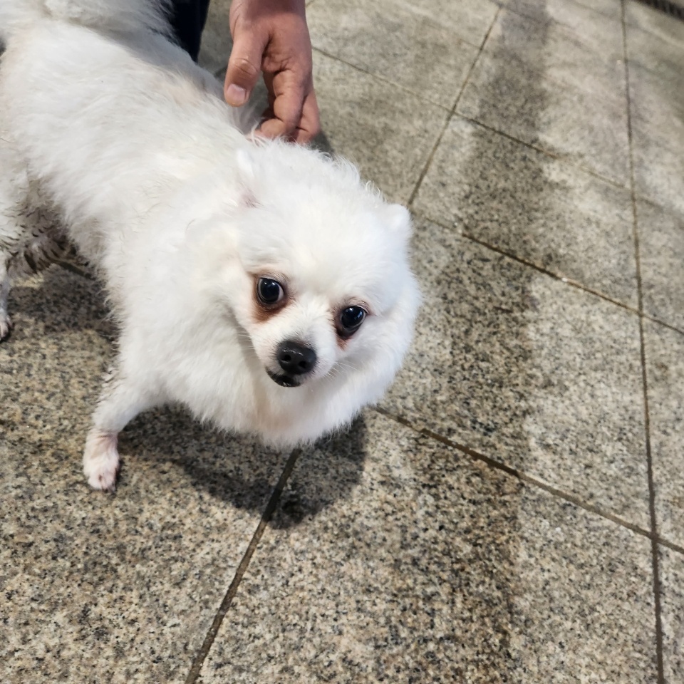 (사)영일동물플러스_447502202300180